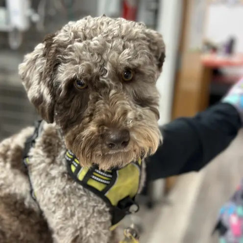 Dog with Yellow Collar at Ferry Farm Animal Clinic